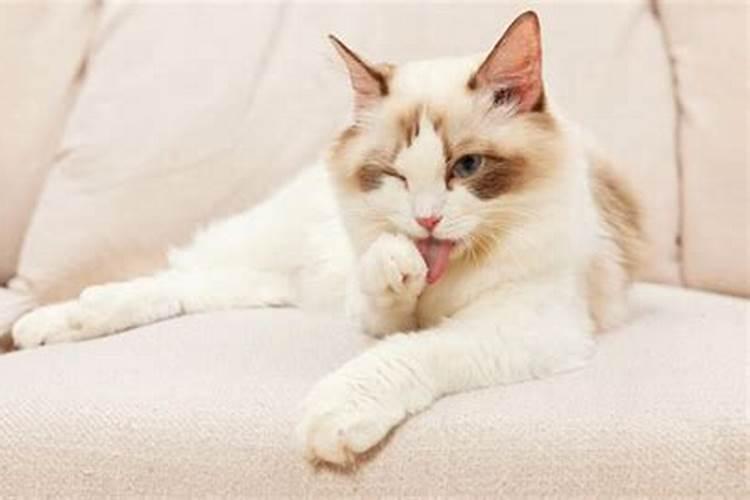 猫来富贵，还是猫来贫？