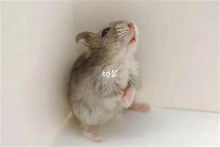 探秘梦境：梦见鸭蛋的深层含义