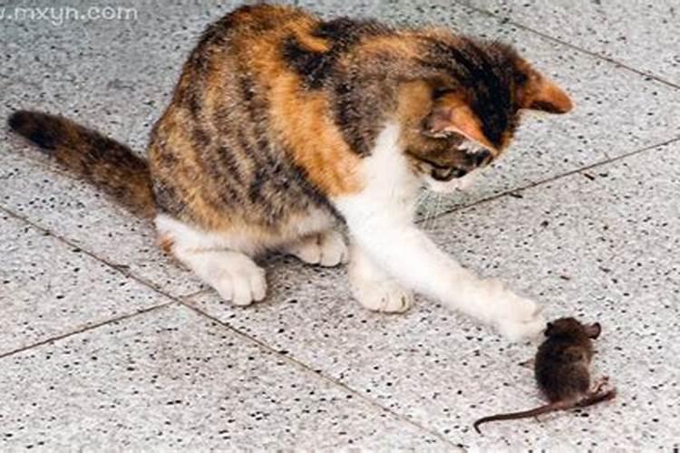 梦见猫捉老鼠是什么预兆佛滔？