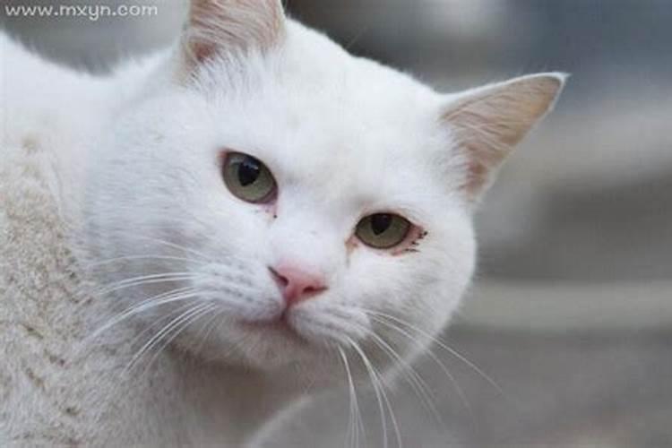 梦见猫是什么预兆孕妇周公解梦？