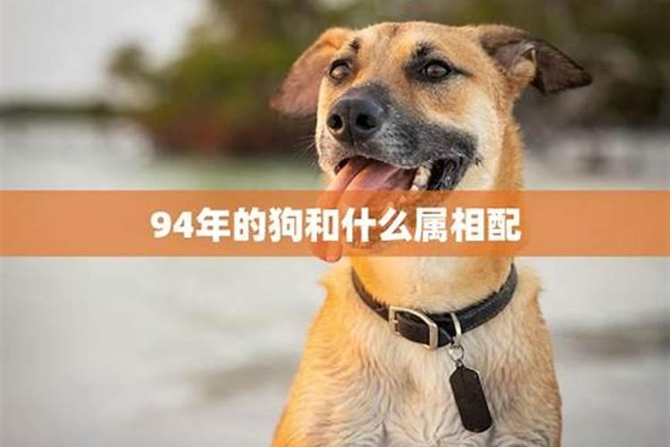 属相合拍：揭秘属狗人的最佳配对