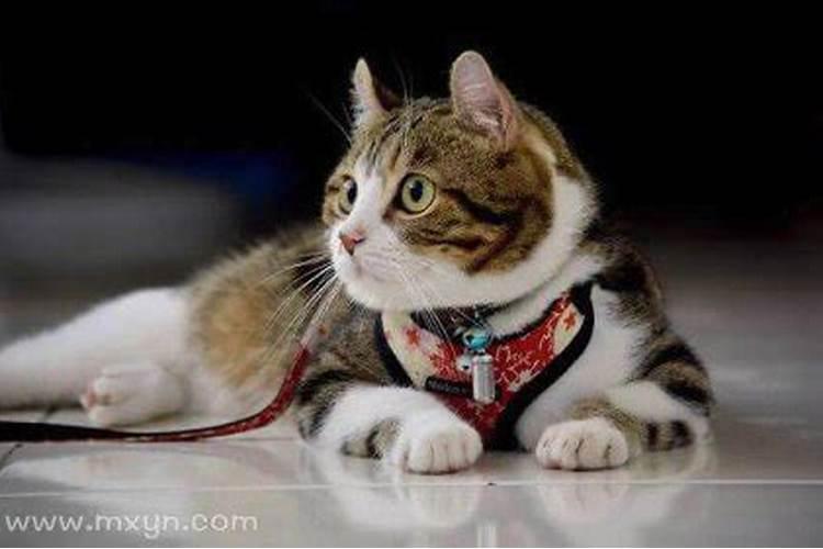 做梦养猫是什么意思？