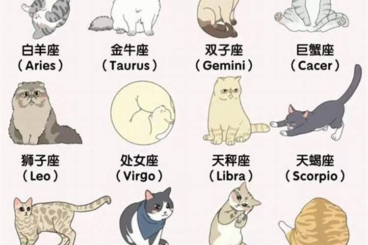 什么属相人适合养猫？