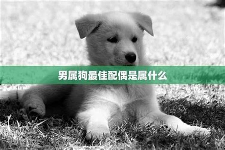生肖狗与什么属相相合婚：揭秘婚姻最佳搭配？