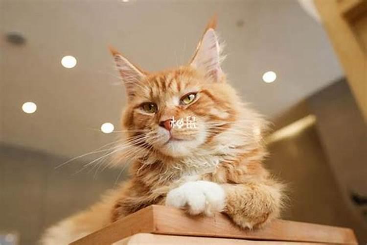 梦境解析：梦见猫咬自己预示着什么？