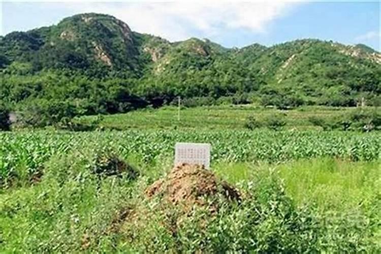 坟上树砍了好不好：风水学视角下的解析？