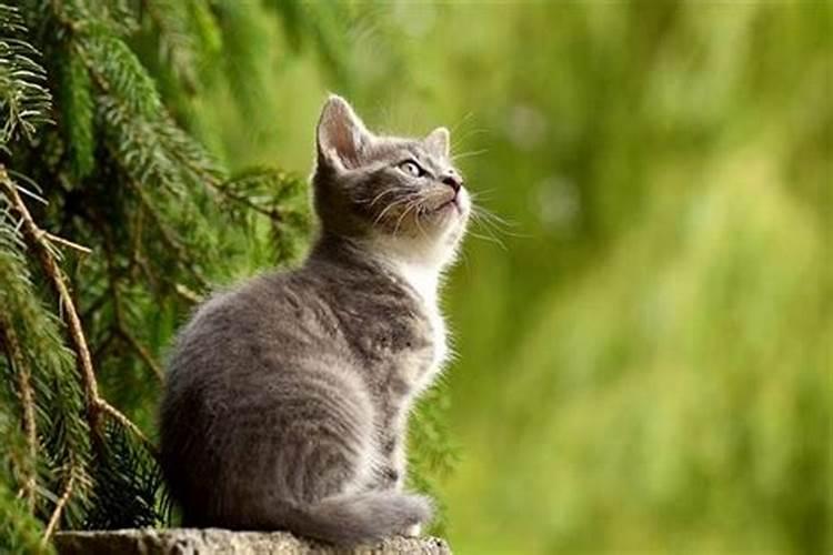 梦到自己被猫咬了是什么意思？