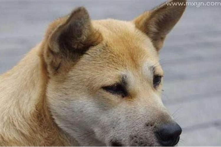 梦见狗咬自己的手出血是什么预兆？