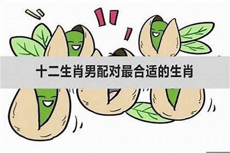 哪个属相最好找对象女生？