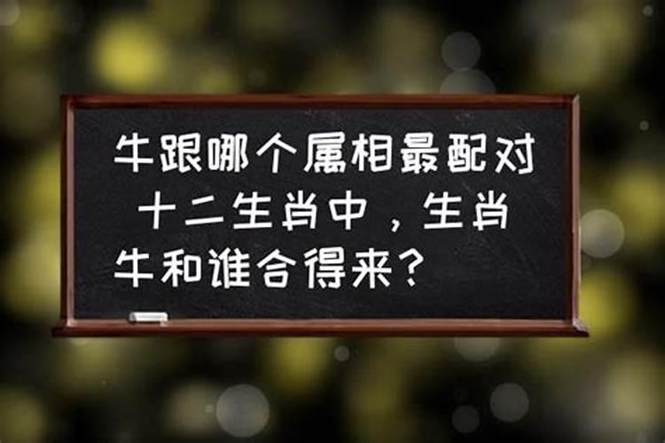 牛年话合拍：生肖牛与谁最配？