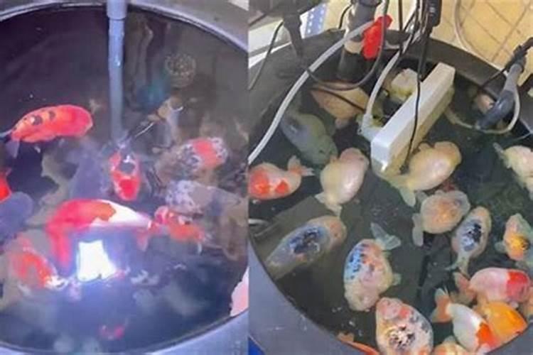 鱼缸风水轮有插电的吗？