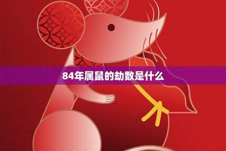 属鼠人的命运探秘：智慧与机遇的交织