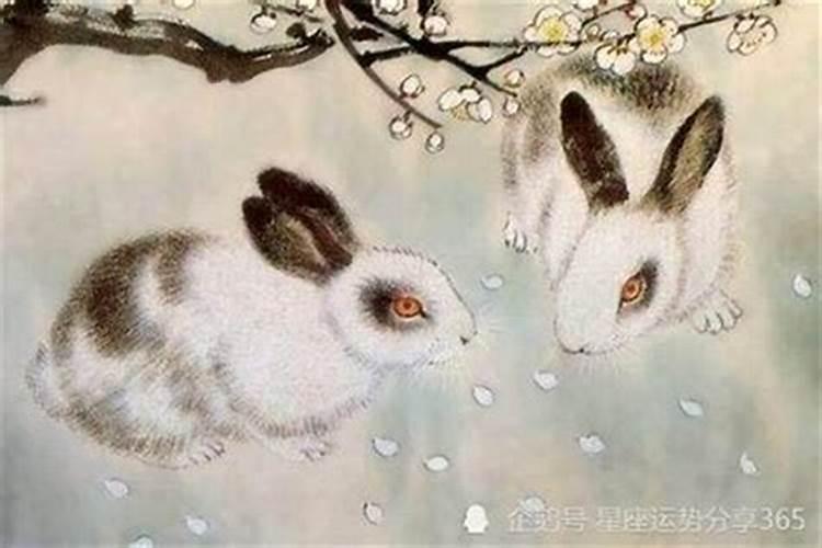 岁月轮回中的璀璨星辰：1987年生肖兔的光辉轨迹