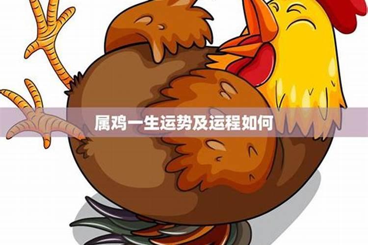 属鸡人一生的命运如何？
