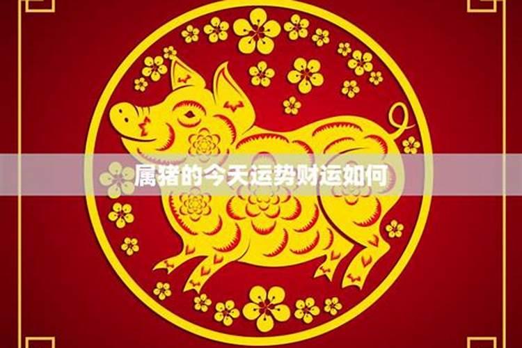 属猪的今日运势怎么样：揭秘猪年的吉凶祸福？