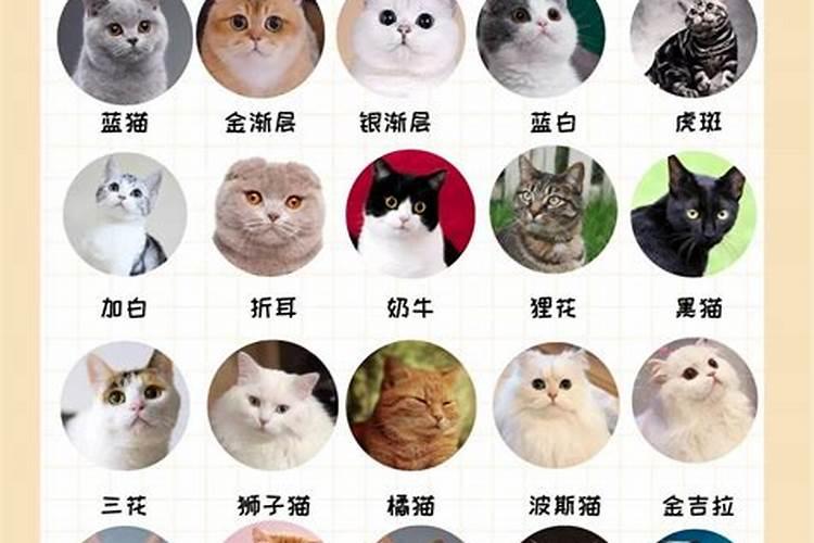 什么属相的适合养猫咪？