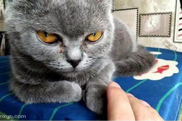 梦见猫咬我是怎么回事？