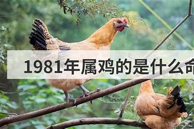 1981年属鸡的是什么命啊