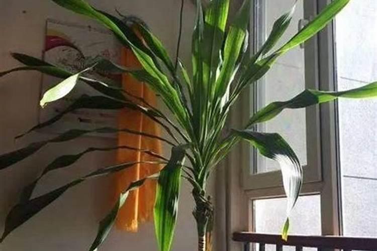 风水中的冲虎：解读神秘力量与生活指南