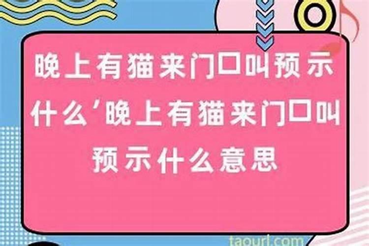 门口有猫来预示什么？
