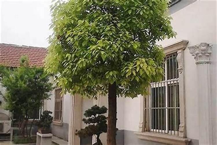 工厂风水布局：种什么树风水好？