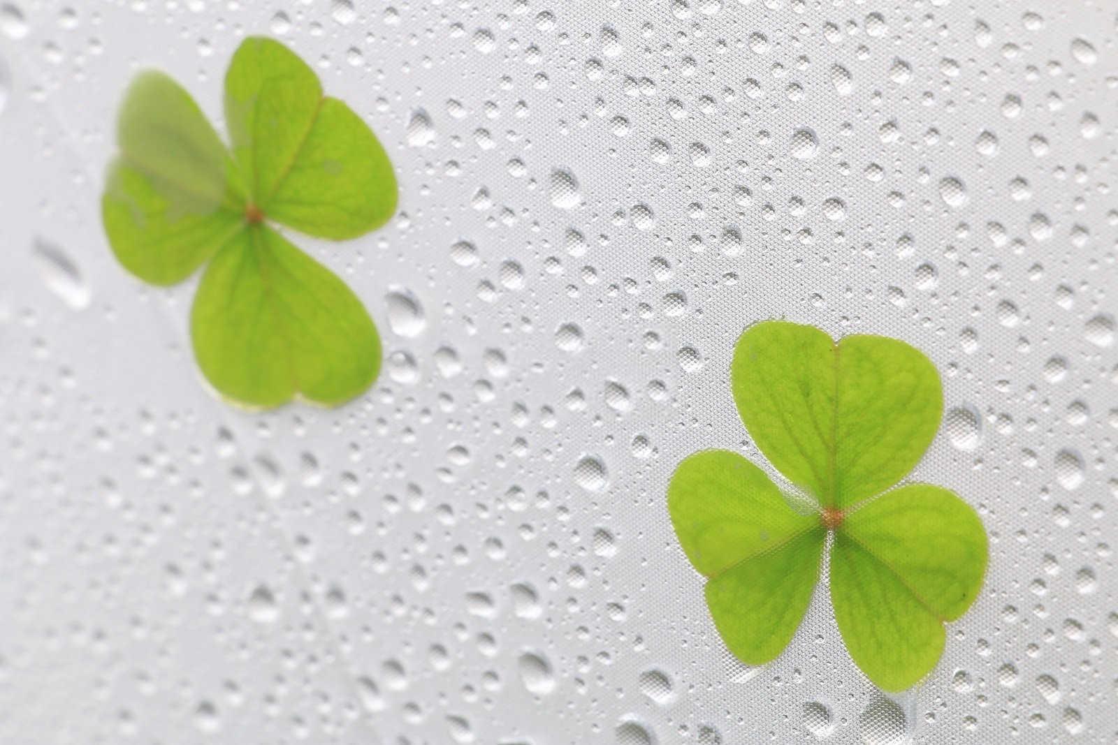 财神摆放位置，开店风水布局全解析