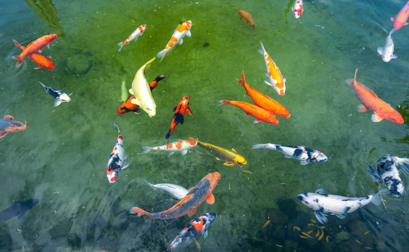 西北角放什么最旺风水？
