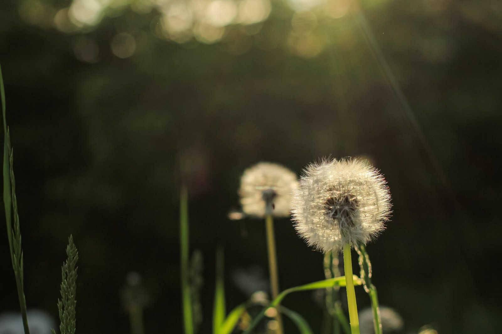 龙舞桃花：1976年属龙人的浪漫运势探秘