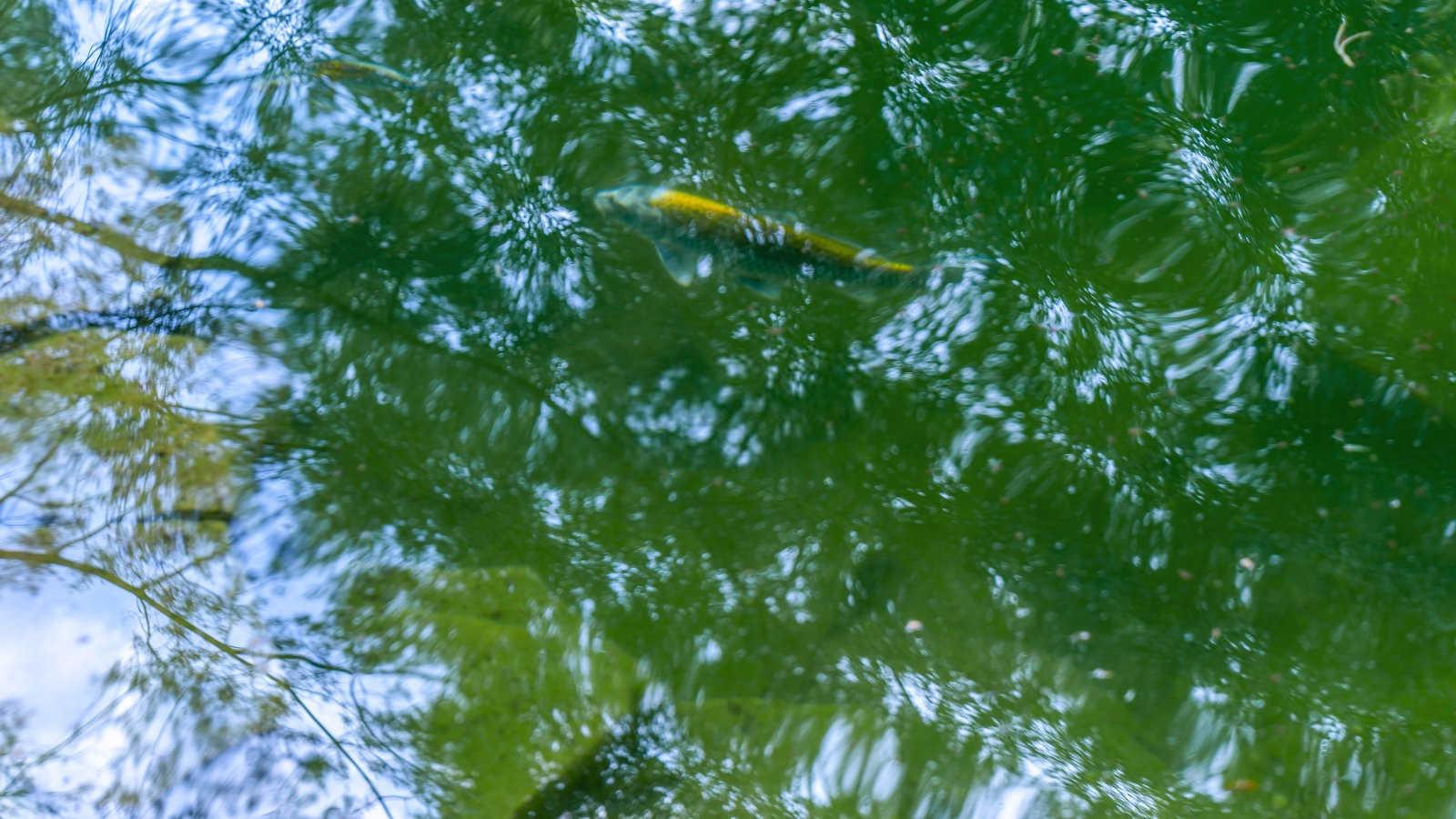 揭秘风水学的四大布局：传统智慧与和谐生活之道