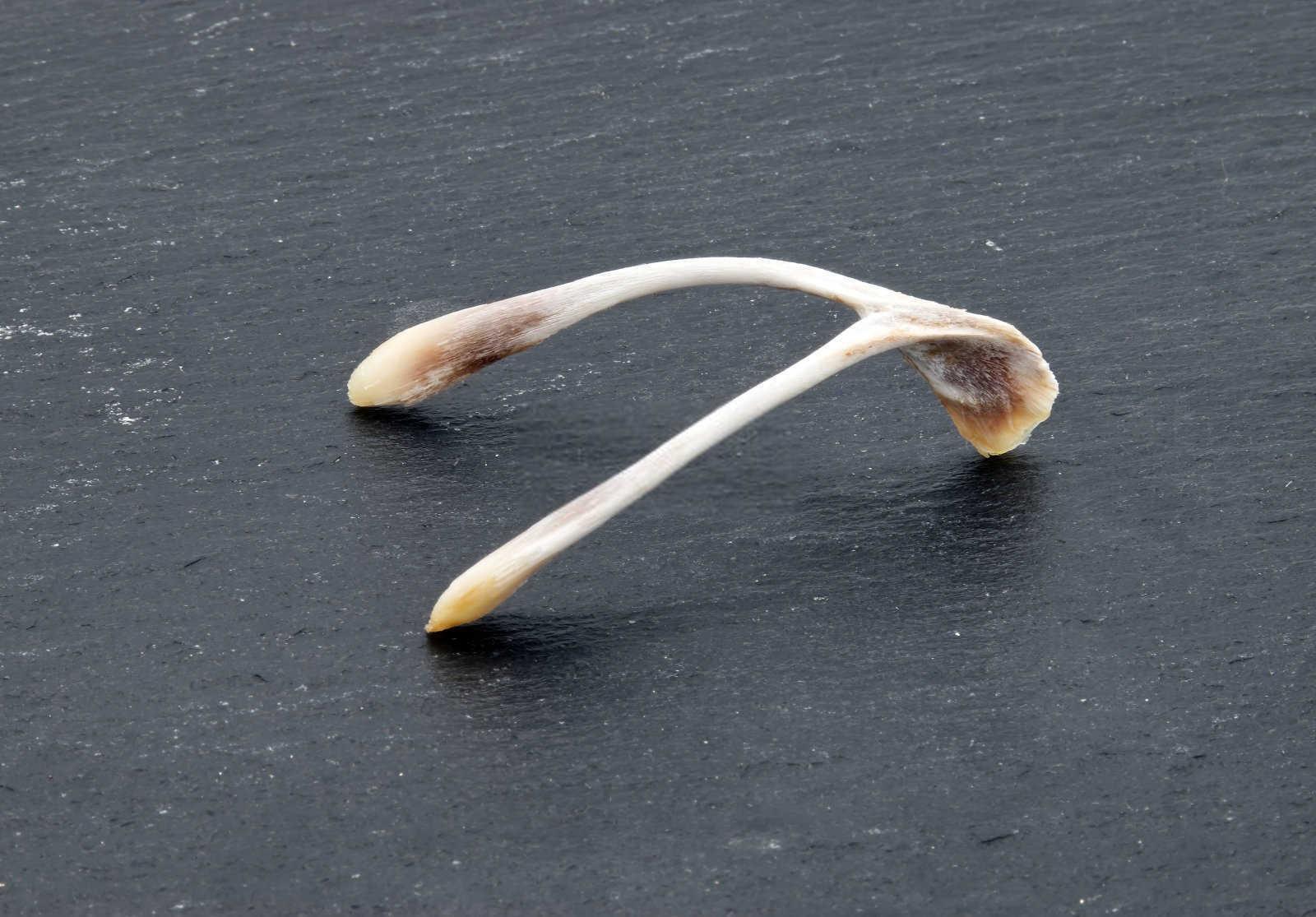 门朝西南的房子风水好吗？——揭秘风水学角度下的家居布局