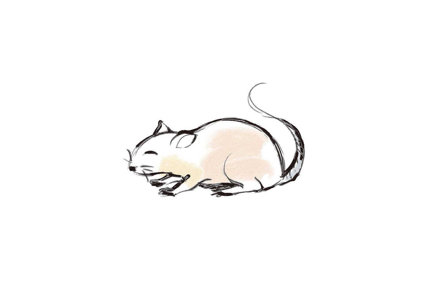 揭秘生肖猪的幸运出生月份
