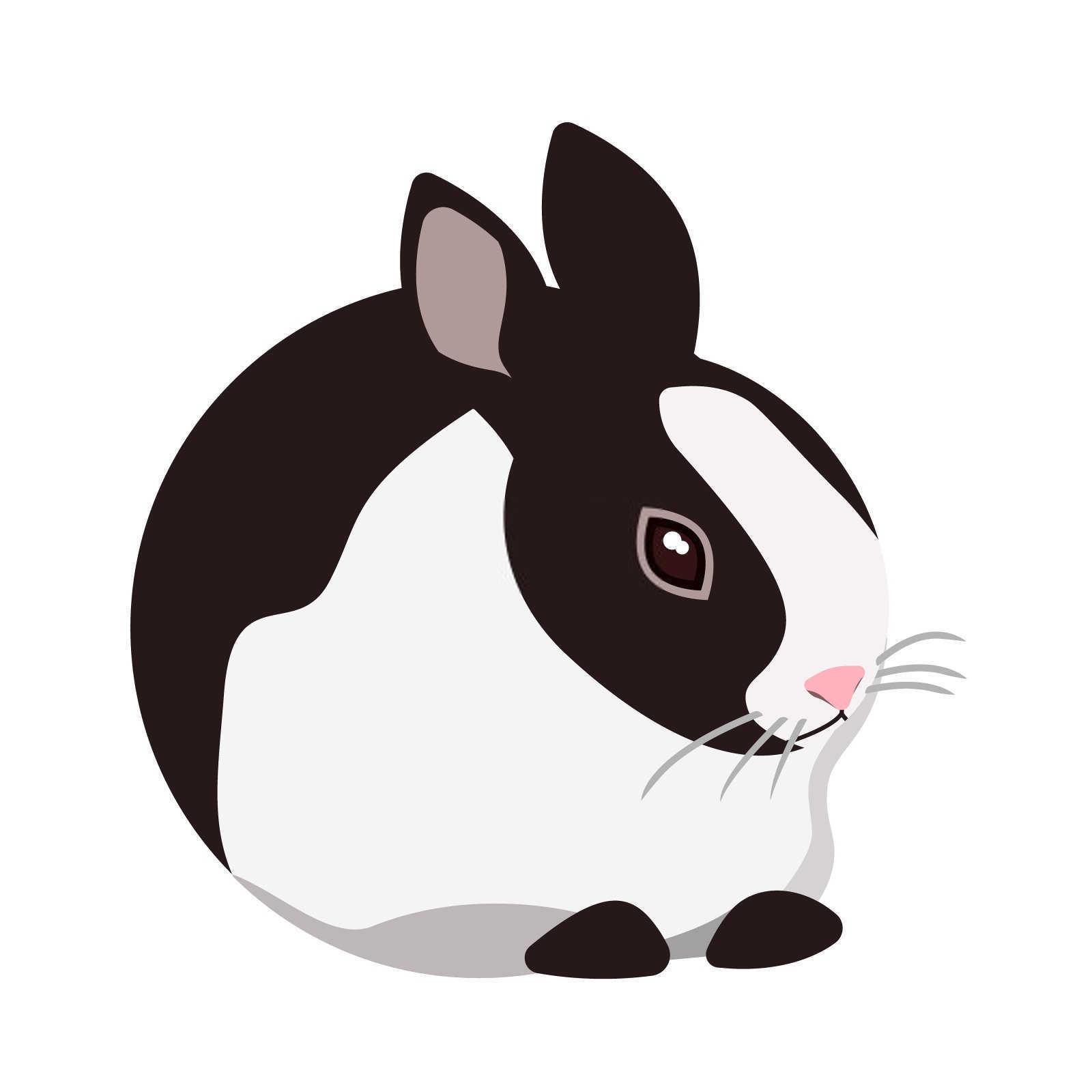 什么属相适合养君子兰？